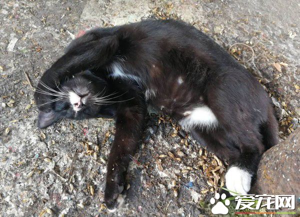 小路霸大喇喇地睡馬路中央 貼心告示牌賺罐罐錢