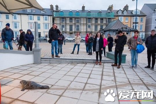 誤闖人類世界的小海豹 賣萌微服出巡引眾人圍觀