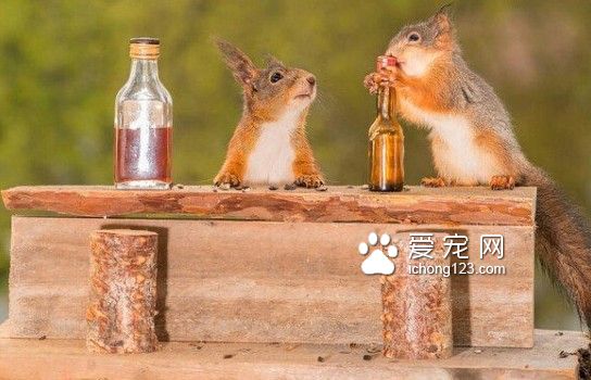 松鼠抵不住美食的誘惑 被攝影師自制的迷你吧臺迷惑