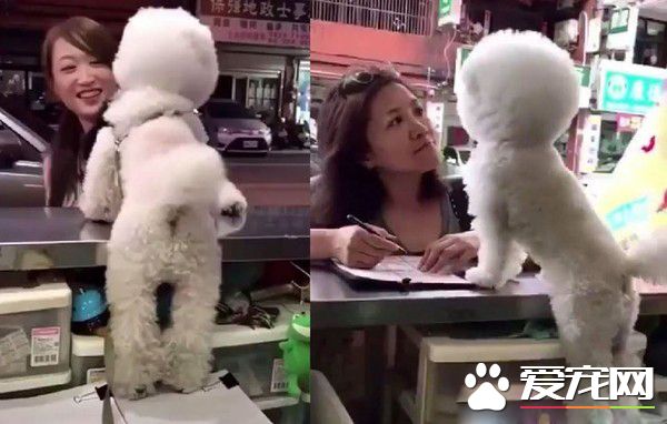 超現實的汪汪 待客差別待遇太明顯啦