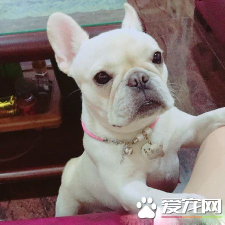汪女兒是一只玩具狗 任人揉捏都不會反抗脾氣超好