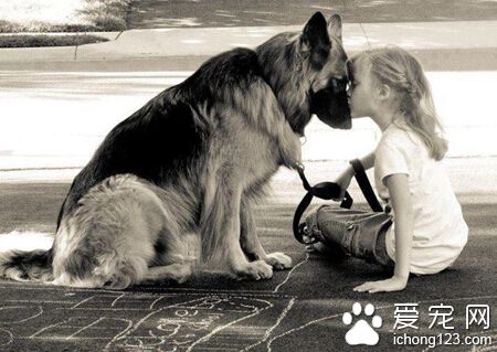狗狗有相當發達的嗅覺系統 用鼻子“看”世界