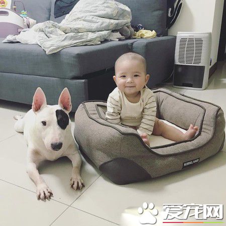 寵物床到底是誰在睡的！鳩占鵲巢寶寶占狗窩