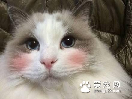 高冷的喵星人被打上腮紅之后