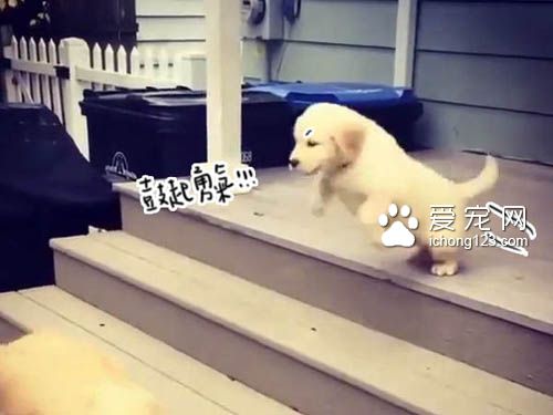 不會下樓梯的耿直小狗一躍而下 讓人捏一把冷汗