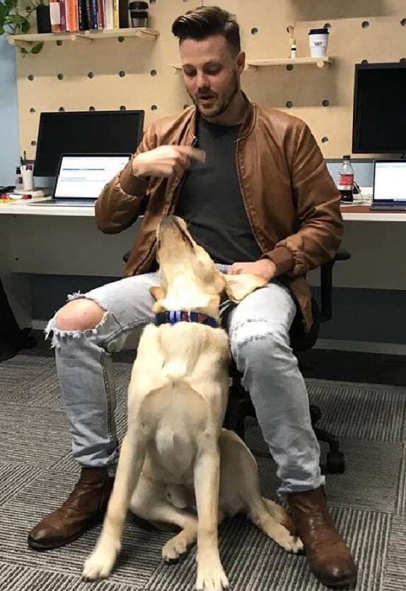 你有聽過導盲犬嗎？ 它們在成為導盲犬之前是怎樣的生活的