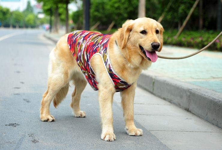 如果你想給你家愛犬配種 那在這個時間段是最好了