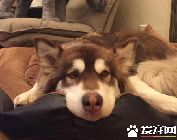 警犬很辛苦？和寵物狗一比，警犬待遇不比王思聰愛犬王可可差！