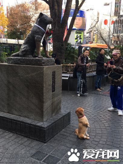 狗狗巧遇忠犬小八 坐直挺腰與八公一起拍照