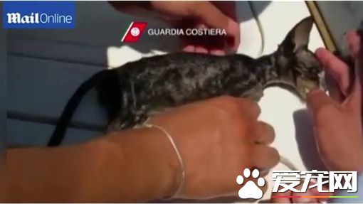 小貓落海瀕臨死亡 海警英勇救回小生命
