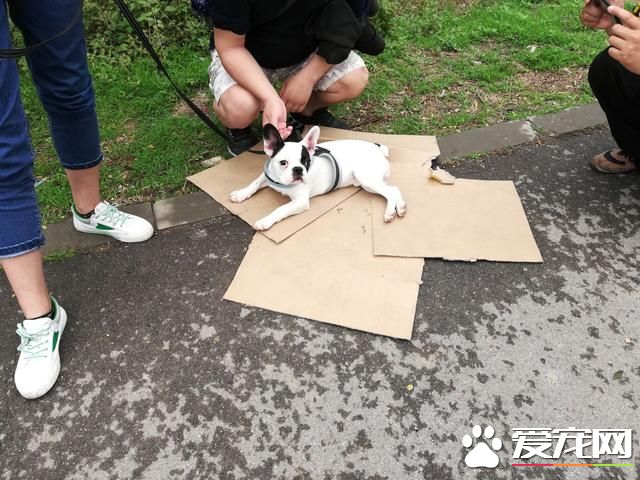 德州寵物大集場走一圈，誰能告訴最后圖片中狗是什么品種？