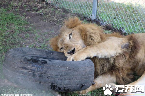 馬戲團獅子被不人道對待 獲救后開心漸露自然天性