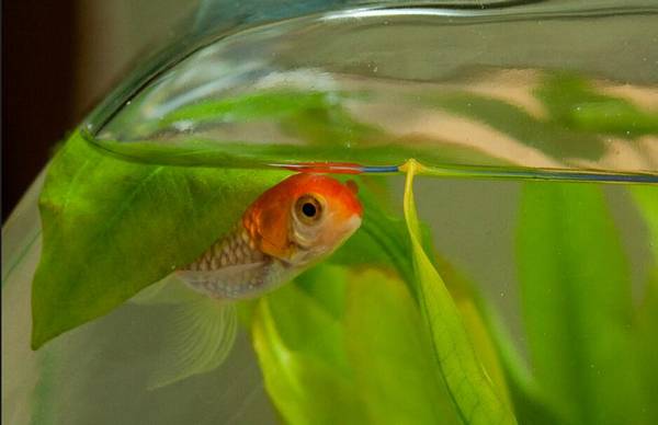 熱帶魚和金魚能混養嗎