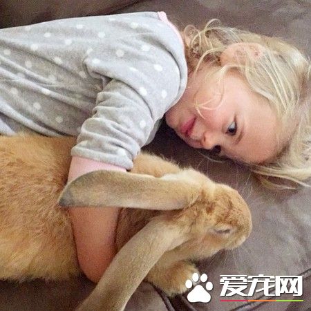 小女孩的好朋友是怪獸級巨兔 每天都黏在一起
