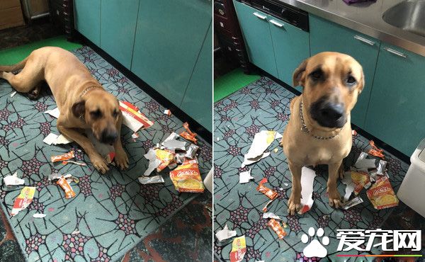 貪吃高山犬壯碩似牛 內心卻是愛哭過小孩子