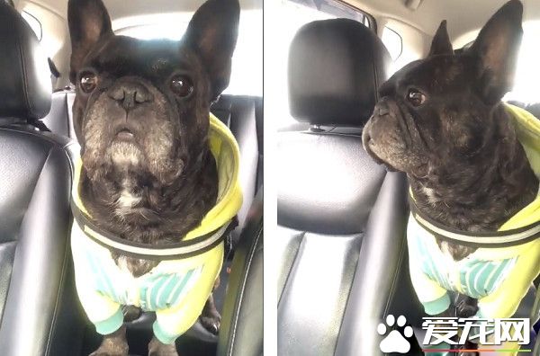 愛玩法斗上車變進入超乖模式 石化如同凋像