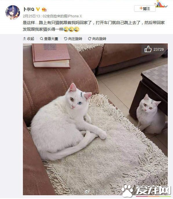 浪喵跟隨回家 竟然和自家貓主子意外撞臉