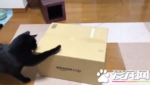 黑貓試圖打開紙箱進去玩 意外被發現是左撇子!