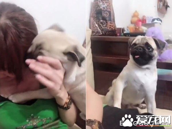 愛撒嬌愛耍帥的公犬閃電 看見美女狂討親親