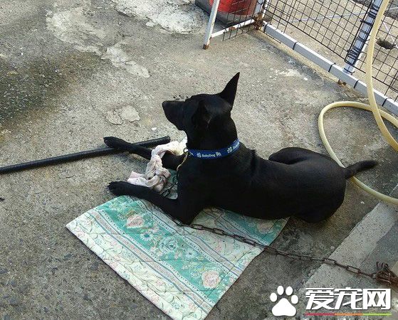 顧家狗狗咬根棍子放腳邊 搭配超殺眼神超專業！