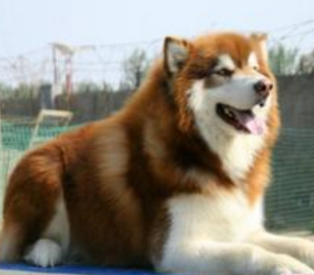 孕婦在寵物店被寵物狗咬傷臉獲賠4.5萬元