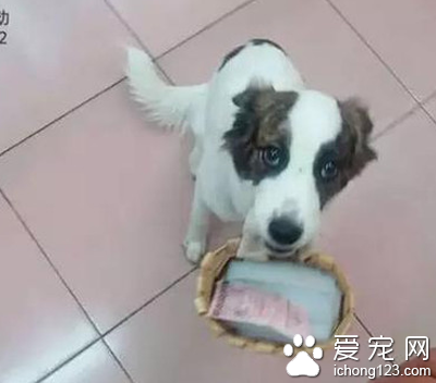 流浪狗為了報恩幫助主人竟賣彩票