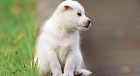 狗狗被撞死 主人獅子大開口要5萬賠償費