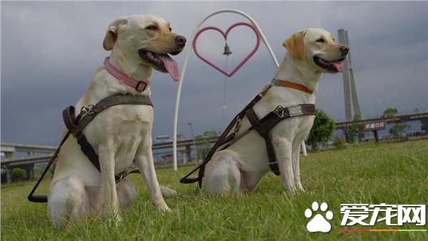 拒絕導盲犬自由出入公共空間 恐觸法