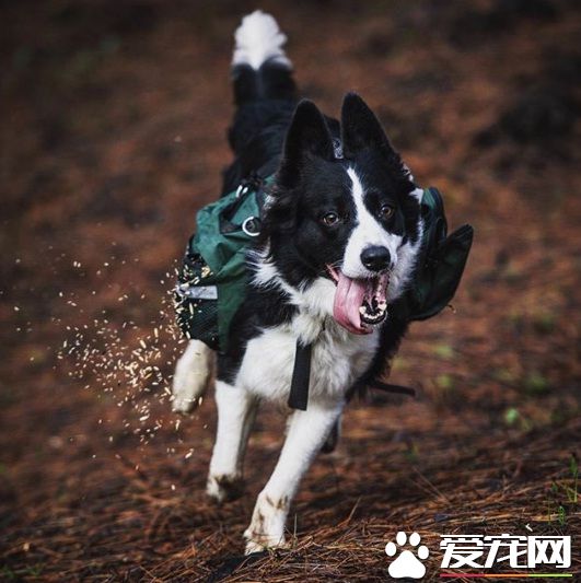 幫助生態復原 帶你見識一種新型態的工作犬