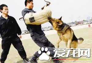 深圳“最萌公務員”不能處對象，也休姨媽假！警犬的私密生活大揭密