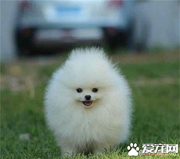 狗狗名字大全