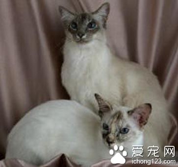 巴厘貓—QQ時尚都市寵物獲得及攜帶攻略