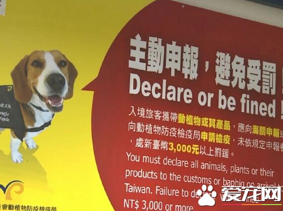 女從美國帶狗入境遭拒 竟失控脫衣