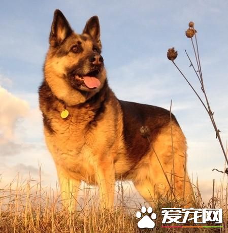狗狗智商排行榜，你家狗狗排第幾？