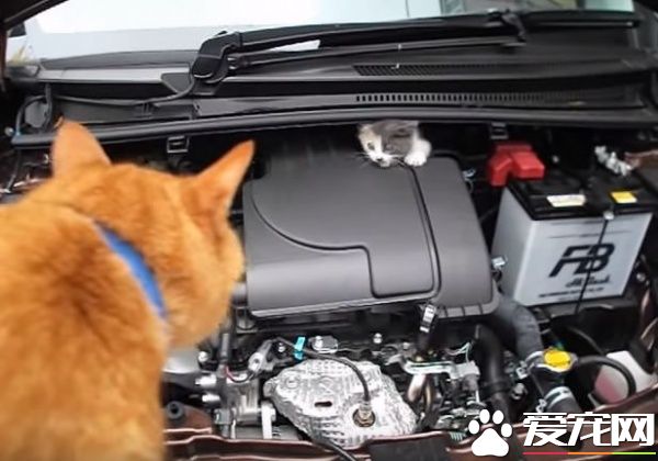 小貓誤入汽車引擎取暖 幸得橘貓呼喚有驚無險
