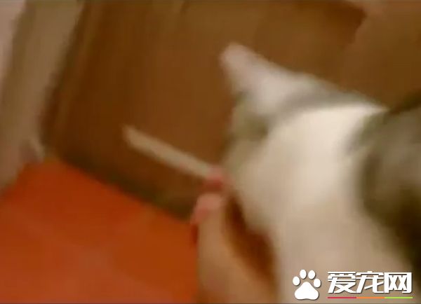你在哪里干什么呀？ 貓奴泡澡時喵星人超緊張