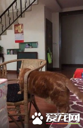 胖橘走側門卡住出不來 模樣超逗趣又可愛