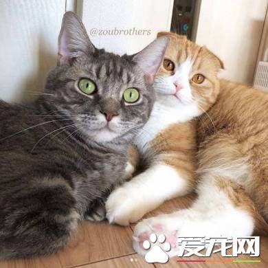 貓兔之友情 貼心貓咪溫柔陪伴兔兔