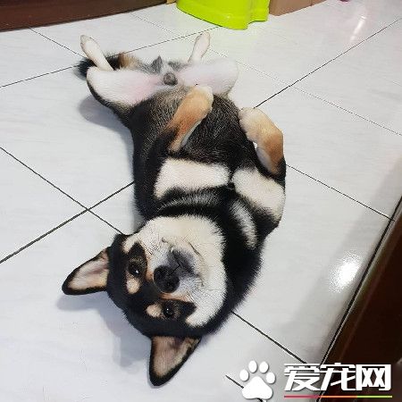 汪拆家迎接主人 超熱情的樣子讓人無奈