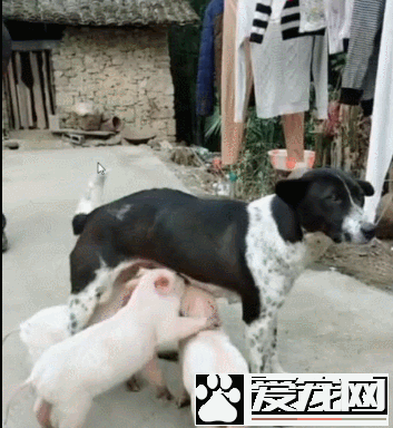 小豬把狗狗當媽媽，搶著喝狗狗的奶，狗狗都無法拒絕！