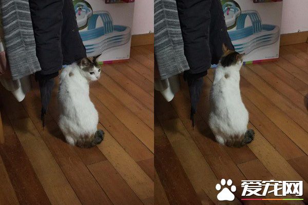 后腦勺好聞嗎? 萌娃抱黑貓后腦勺狂吸