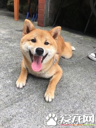 超可愛狗狗 被阿嬤溺寵舍身陪睡地板