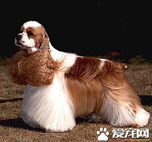 狗狗智商排行榜，你家狗狗排第幾？