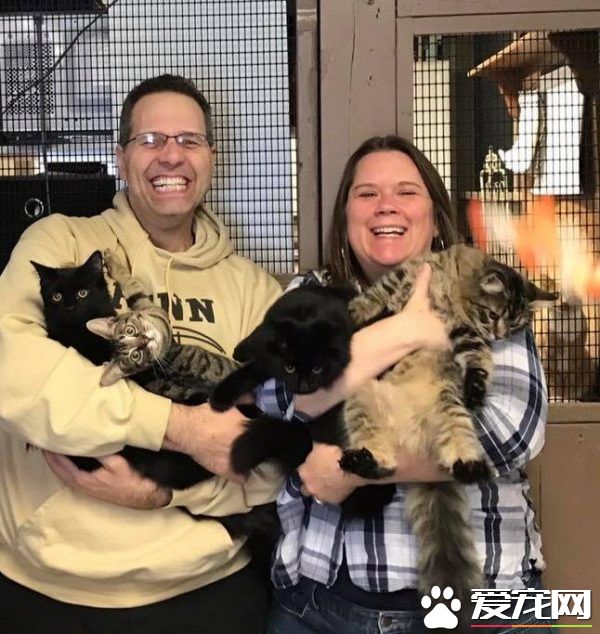 好心夫妻照顧中途貓咪 卻被四貓團結一致攻陷