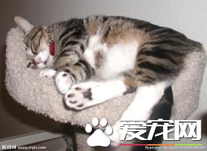 永遠睡不的寵物貓