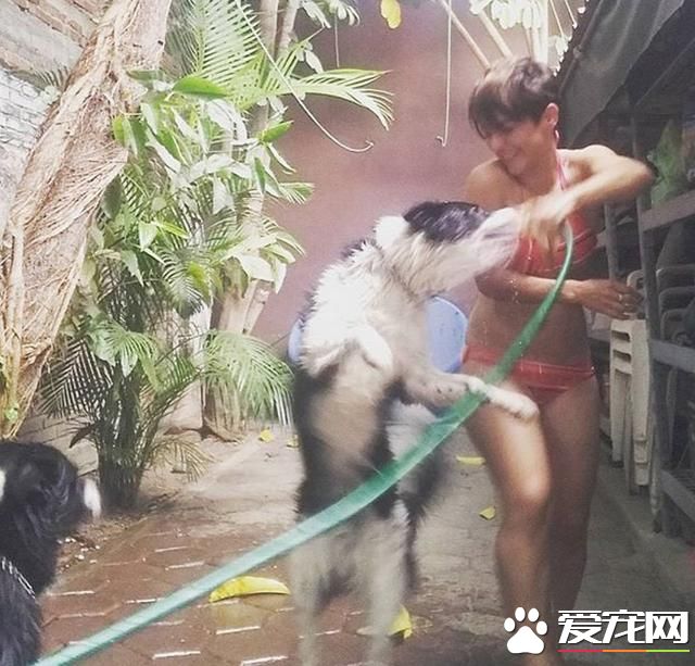 寵物洗澡，真是又尬又萌