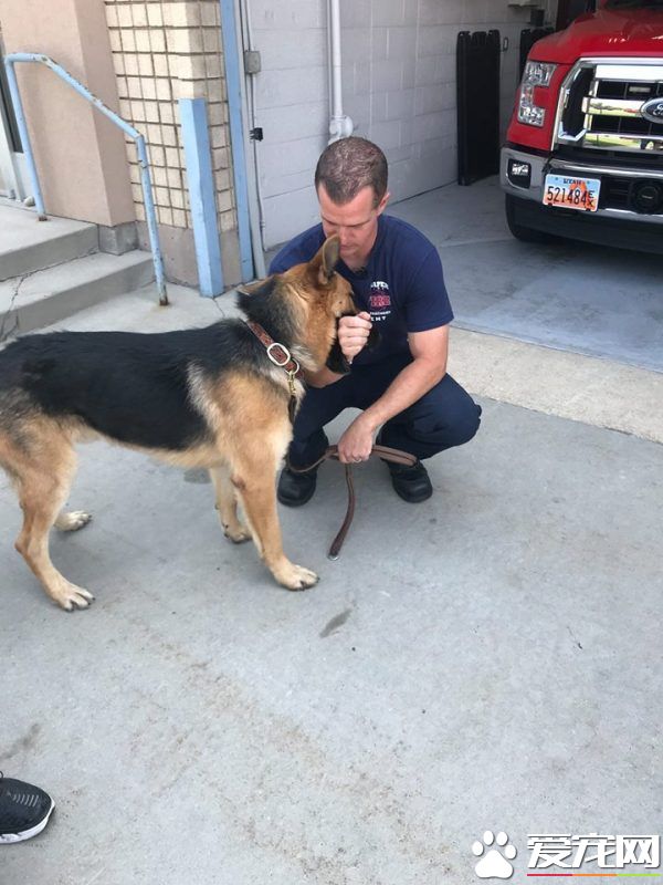 大火幸存的狼犬 被消防員收編后成為消防隊一員