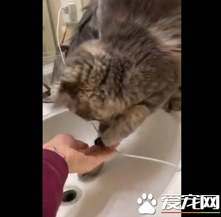 養貓千日用在一時 貓咪手伸水孔幫馬麻勾出戒指