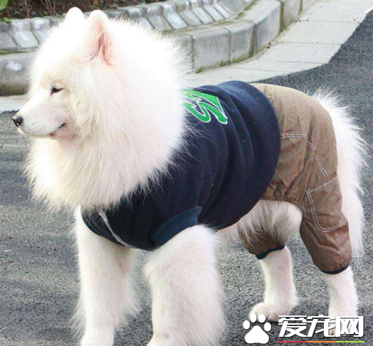 大型犬狗狗關節磨損更嚴重?WOWO氨糖關節健分析給你看