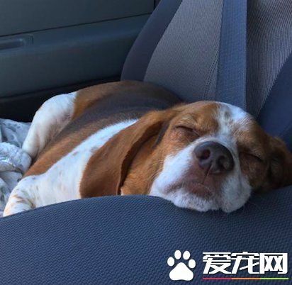 狗狗體重過胖要被安樂死 在志工的幫助下成功減重